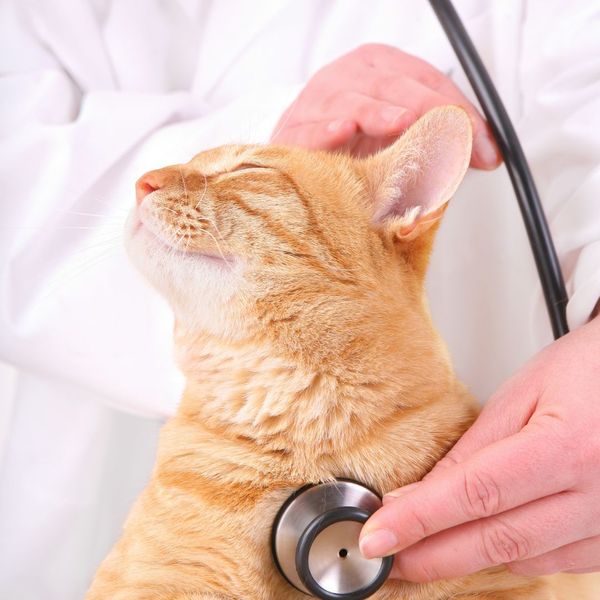 cat at the vet