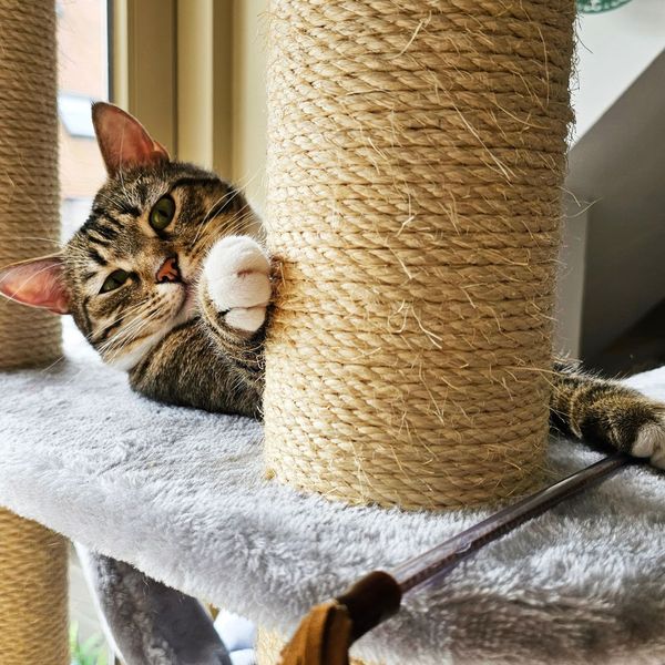 cat laying on a cat tree