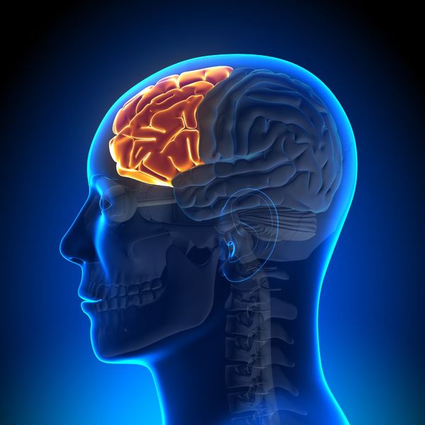 graphic highlighting frontal lobe