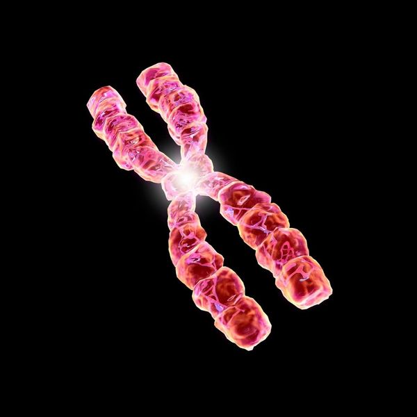 chromosome