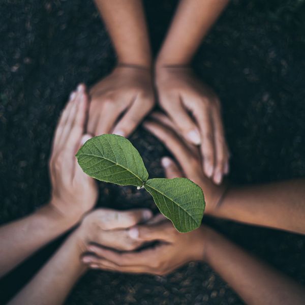 people holding a plant