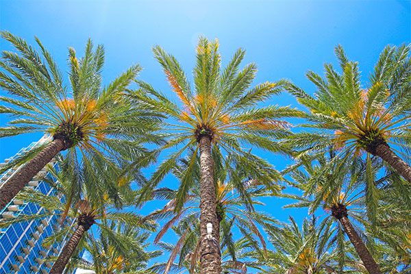 palm trees in florida