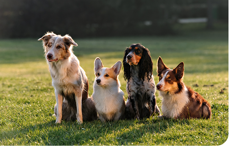 A group of different dogs