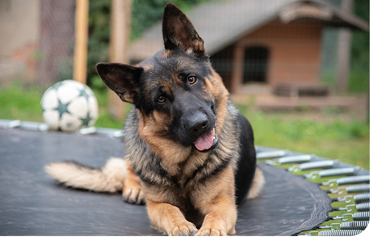 Image of a German Shepard cocking its head