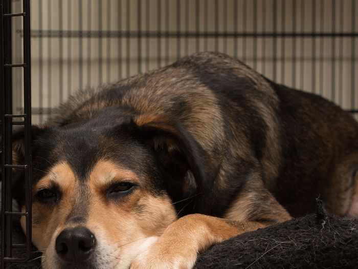 Dog sleeping in an open crate.