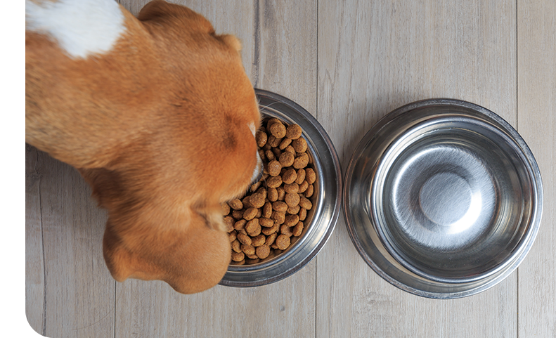 Image of a beagle eating