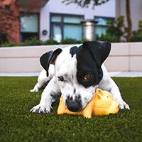 Image of a dog with a toy