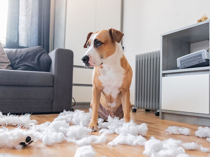 Brown and white dog in the living room with stuffed animal fluff scattered around.