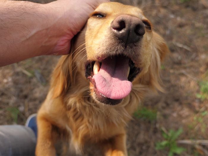 Person petting a Golden Retrievers head.