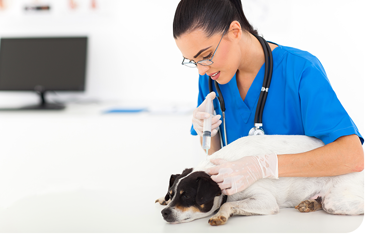 Image of a vet giving a dog a vaccine
