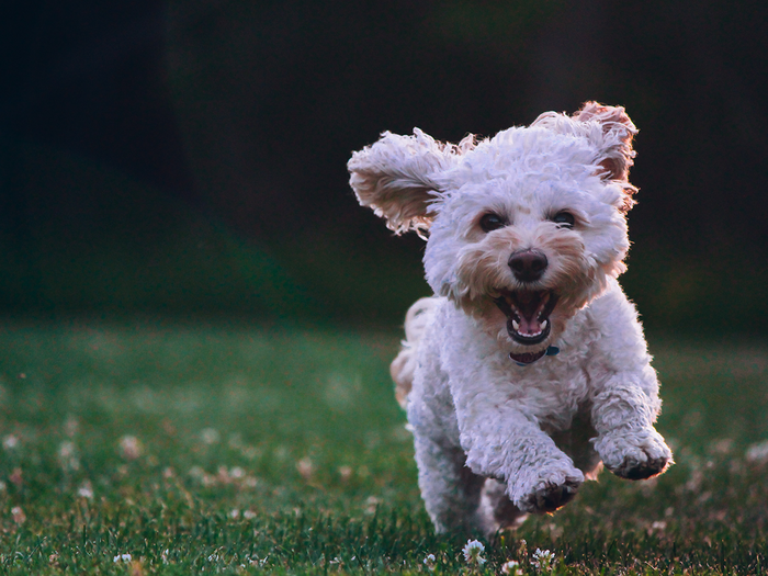 dog running