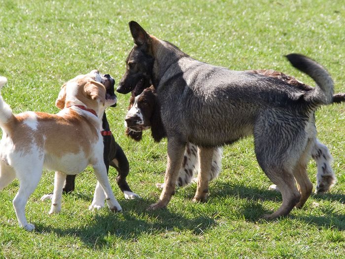 Four dogs playing together.