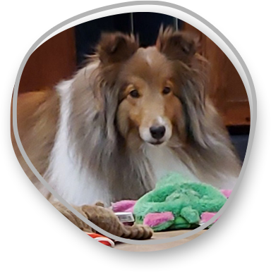 Collie with toy