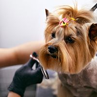 Image of a dog getting groomed