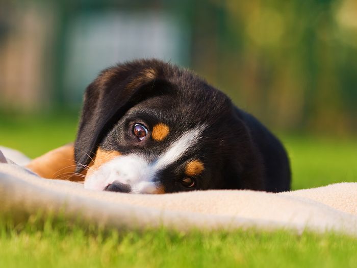 Black, brown, and white puppy laying in the grass.