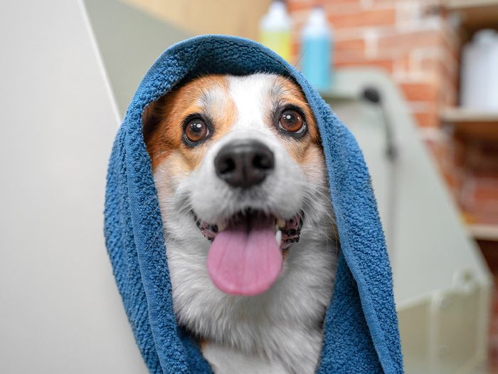 Corgi dog with a towel around its head.
