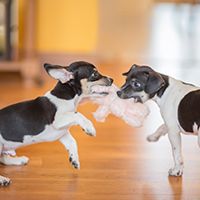 Two dogs playing