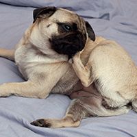 Image of a pug scratching