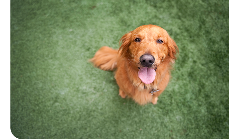 Image of a golden retriever looking at the camera