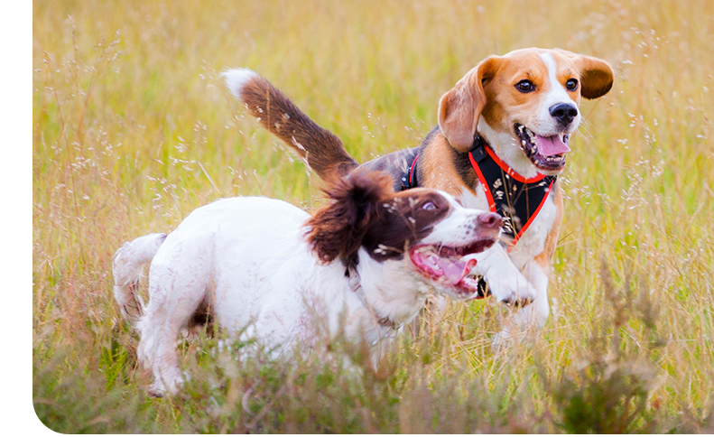 Image of dogs running in a field