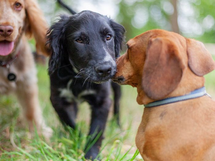 Three dogs playing outside.