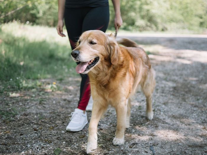 Golden Retriever being walked down a dirt trail.