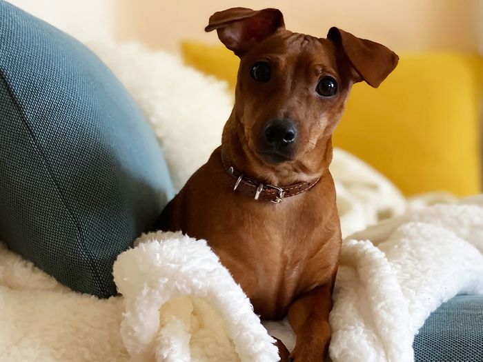 Dog sitting on the couch on top of a white blanket.