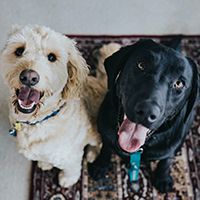 Two dogs looking at a person