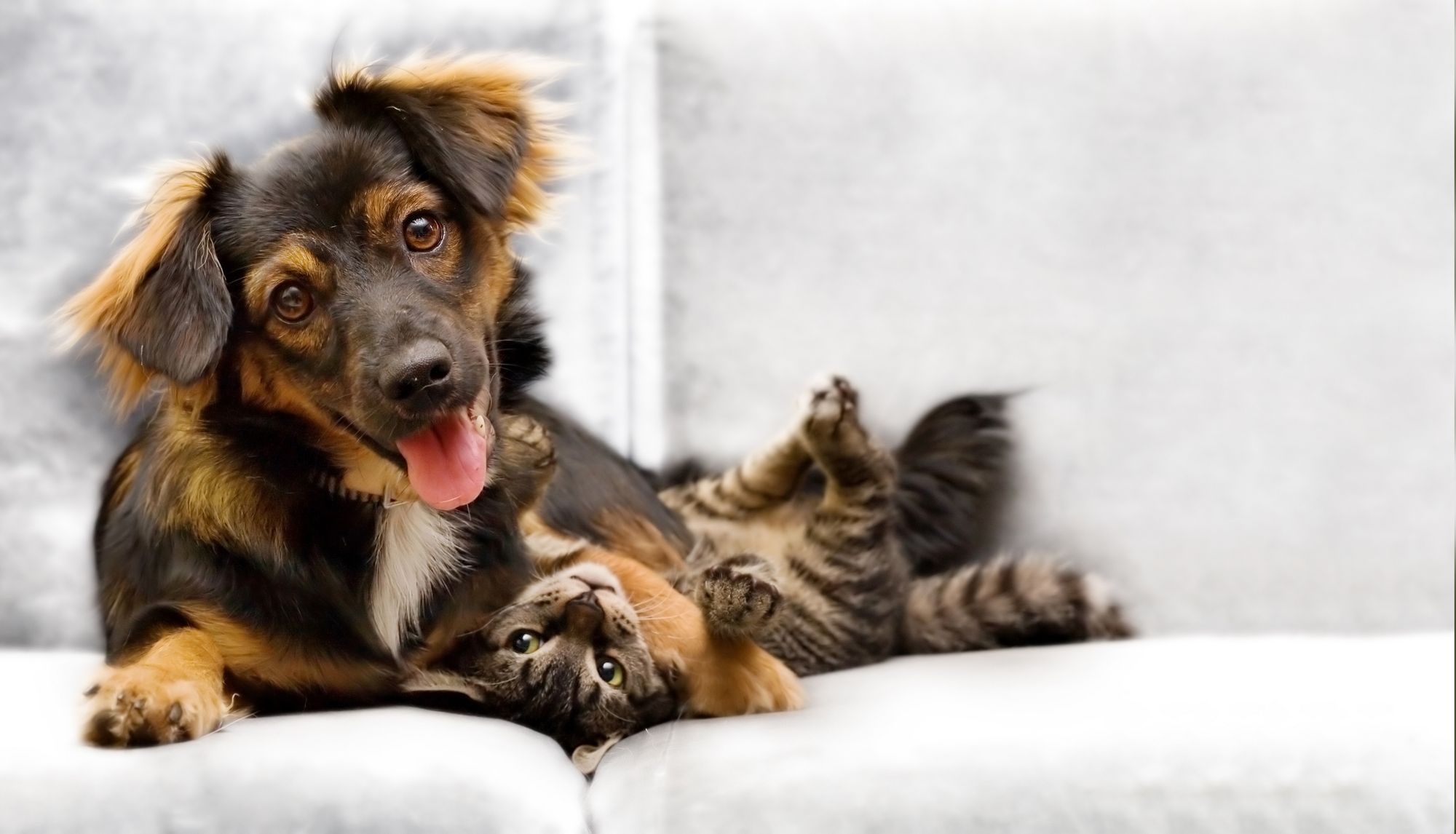 Image of a dog and a cat on a couch