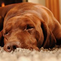 Dog sleeping on carpet