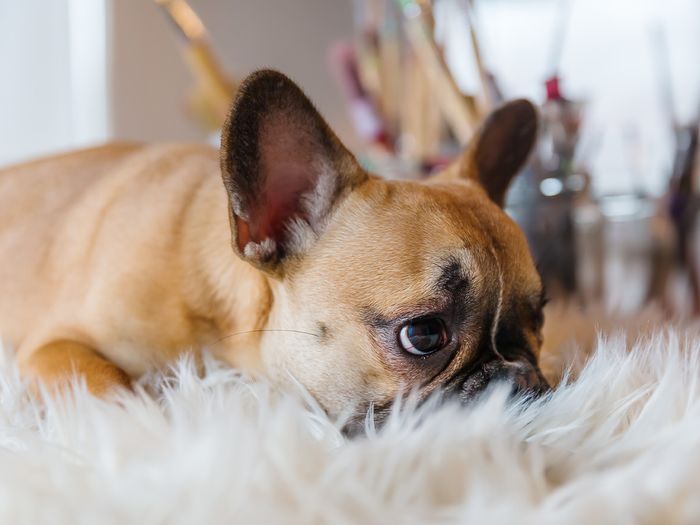 Bulldog laying on a fuzzy rug.