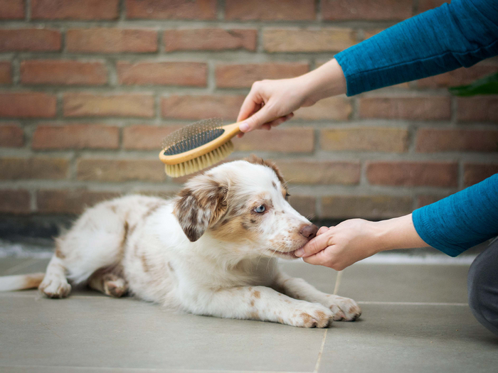 dog being brushed