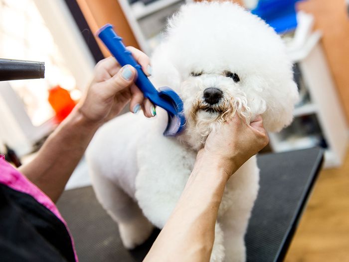 Fluffy Bichon Frise getting brushed.