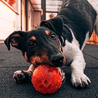 Image of a terrier playing with a ball