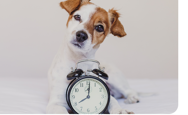 Image of a dog with a clock