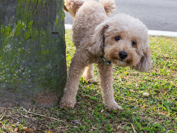 Poodle peeing on a tree trunk.