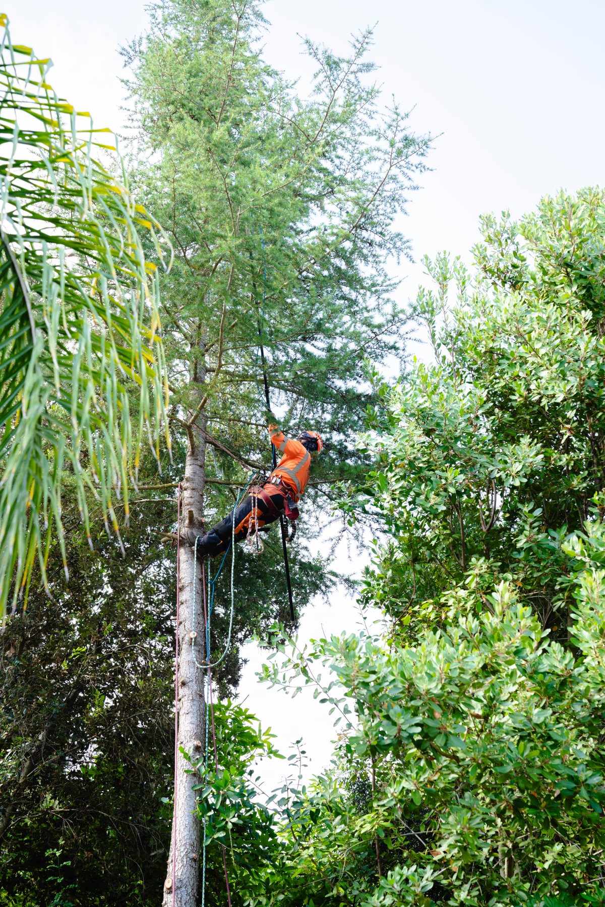 man trimming tree with Revolution pruner