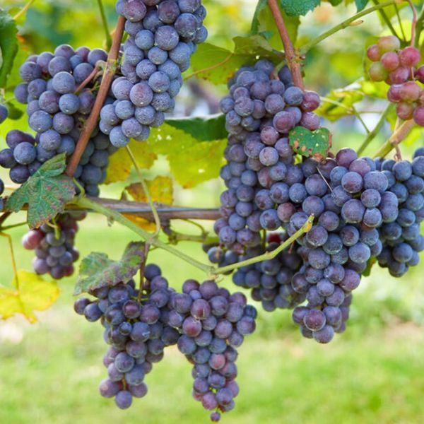 image of vineyard grapes