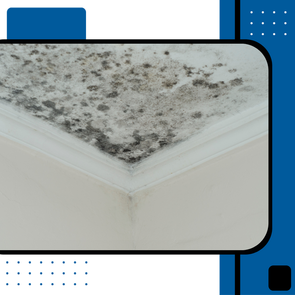 mold growth on ceiling 