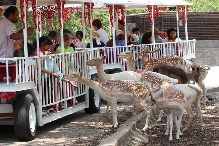 Train-Ride-Cropped-5ce5a543d2658.jpg