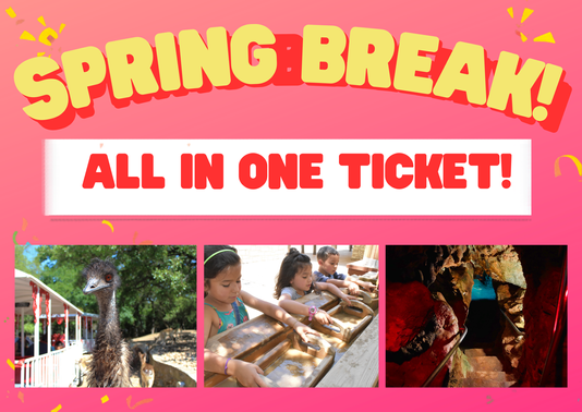 Vibrant Spring Adventure Flyer with Dynamic Design.png