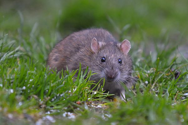 Image of a mouse in grass