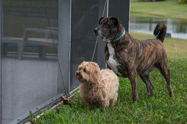 Dogs outside of screen enclosure