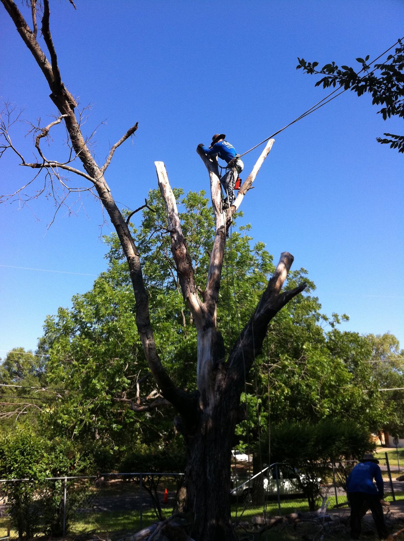 Tree Removal