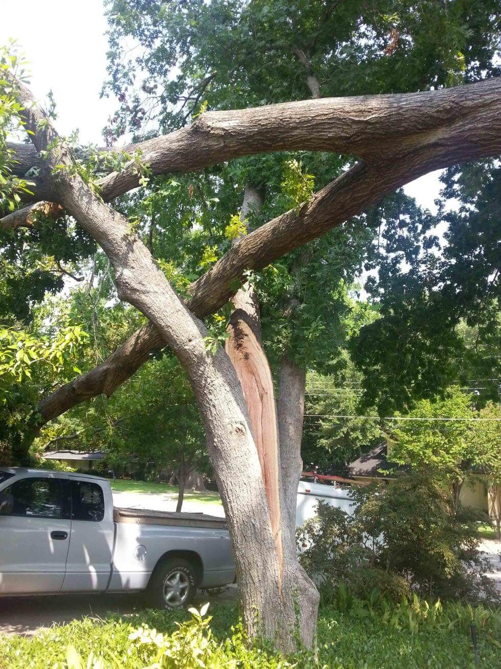 a downed tree sitting on another tree