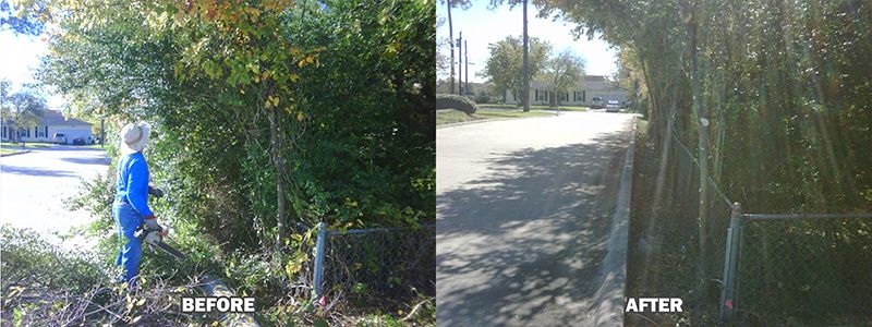 before and after of a bush trimming