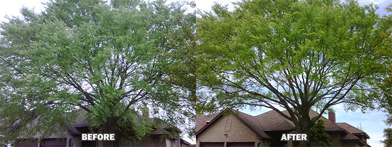 a before and after of a tree trimming