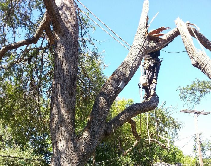 a worker in safety gear cutting down a damaged branch