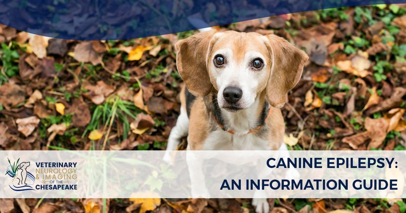 can dogs with seizures fly