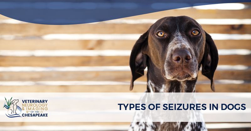 what to do for a dog that has seizures
